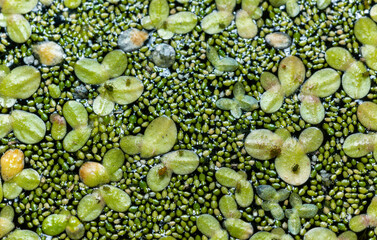 Small green aphids on Spotless watermeal (Wolffia arrhiza), duckweed (Lemna turionifera)