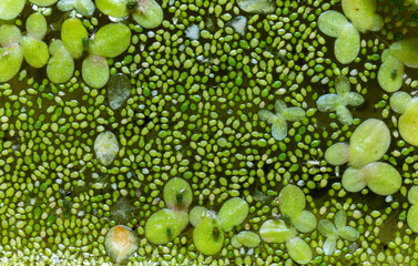 The smallest flowering plant (Wolffia arrhiza) and duckweed (Lemna turionifera)