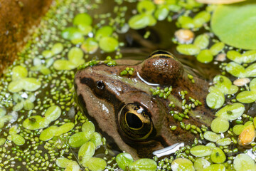 The head of a lake frog Pelophylax ridibundus