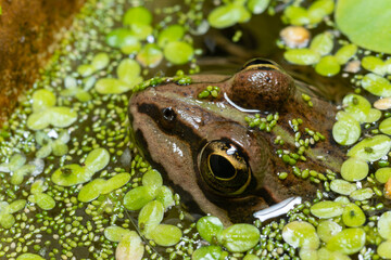 The head of a lake frog Pelophylax ridibundus