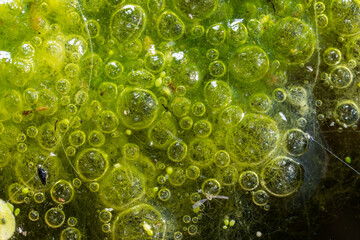 Freshwater algae Spirogyra release oxygen into the air, oxygen synthesis in water bodies