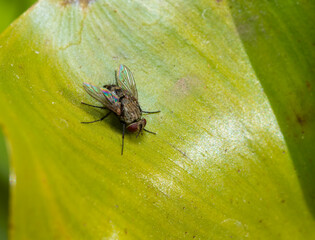 Eye-seeking fly Musca sorbens - a large fly with red eyes sits on a green leaf.