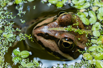 The head of a lake frog Pelophylax ridibundus