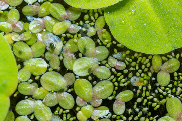 Small green aphids on Spotless watermeal (Wolffia arrhiza), duckweed (Lemna turionifera)
