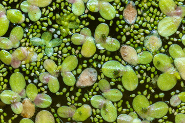 Small green aphids on Spotless watermeal (Wolffia arrhiza), duckweed (Lemna turionifera)