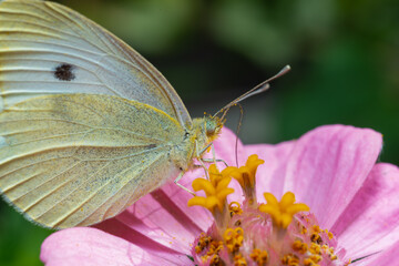 Pieris brassicae - white butterfly sits on a red flower and drinks nectar.