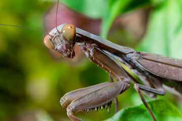Hierodula transcaucasica - invasive species of mantis in Ukraine on a green leaf
