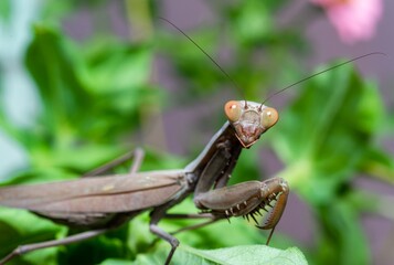 Hierodula transcaucasica - invasive species of mantis in Ukraine on a green leaf