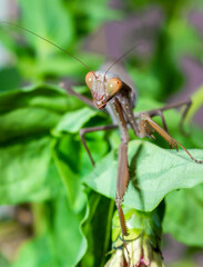 Hierodula transcaucasica - invasive species of mantis in Ukraine on a green leaf