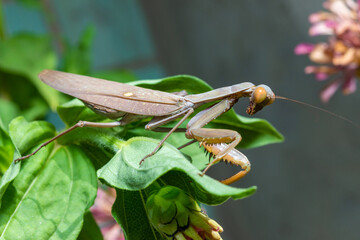 Hierodula transcaucasica - invasive species of mantis in Ukraine on a green leaf