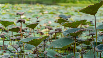 Lotus flower inside the Botanical Garden of Howrah, West Bengal