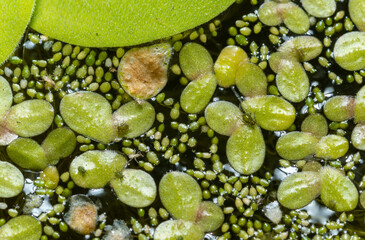 Small green aphids on Spotless watermeal (Wolffia arrhiza), duckweed (Lemna turionifera)