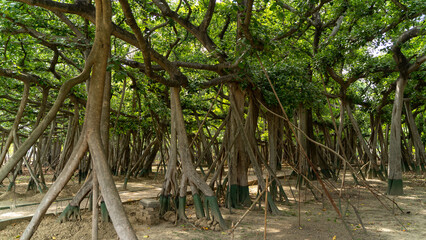 The Great Banyan Tree located in the Botanical Garden of Howrah, West Bengal, is more than 250 years old and was recorded to be the largest tree specimen in the world