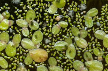 Small green aphids on Spotless watermeal (Wolffia arrhiza), duckweed (Lemna turionifera)