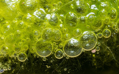 Freshwater algae Spirogyra release oxygen into the air, oxygen synthesis in water bodies