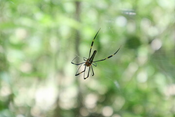 Soft focus view a Giant golden orb weaver spider catching a flying insect