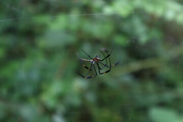 A female Giant golden orb weaver spider walking by grabbing the silky lines