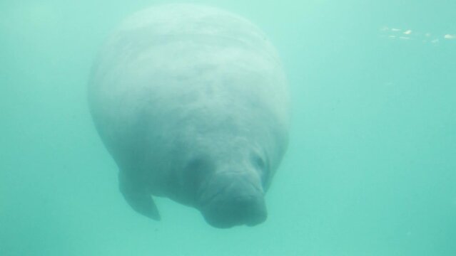 Slow motion of a sea lion (marmaid) smiling at visitors from an aquarium tank