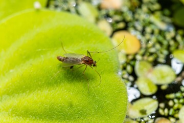 A mosquito sits on a leaf of the invasive species Pistia stratiotes