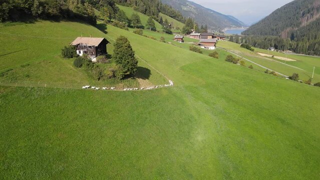 Im Ultental, S&uuml;dtirol, laufen Ziegen in einer Reihe an einer Almh&uuml;tte vorbei