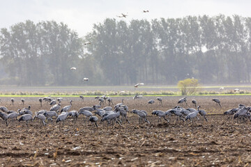 kraniche bei Regen auf einem Feld bei Barth.