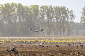 Obraz premium kraniche bei Regen auf einem Feld bei Barth.