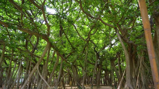 The Great Banyan Tree located in the Botanical Garden of Howrah, West Bengal, is more than 250 years old and was recorded to be the largest tree specimen in the world