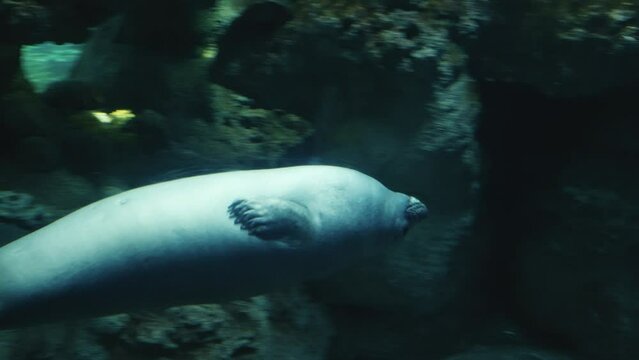 a seal swimming slowly among the rocks in an aquarium tank