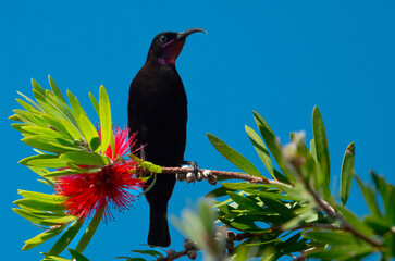 A male Amethyst sunbird (Chalcomitra amethystina), known locally as a Swartsuikerbekkie, perched on...