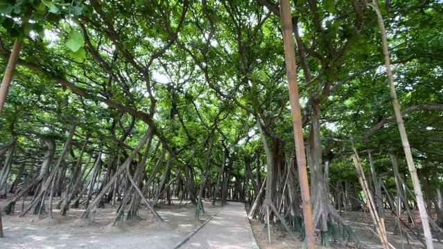 The Great Banyan Tree located in the Botanical Garden of Howrah, West Bengal, is more than 250 years old and was recorded to be the largest tree specimen in the world