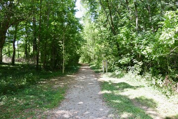 Fototapeta premium The long empty trail in the forest on a sunny day.
