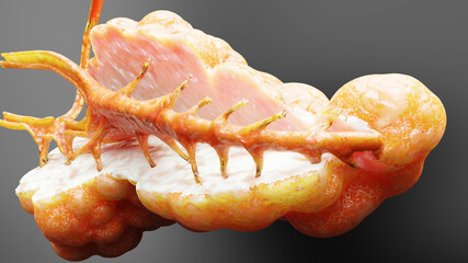 Human Pancreas Anatomy, 3D reander	
