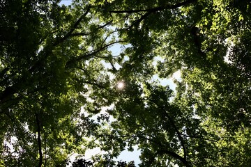The sun rays coming thought the tall trees in the woods.
