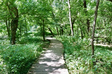 The wood boardwalk on the trail in the forest.