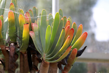 Close up photo of  fan-aloe os Kumara plicatilis, formerly Aloe plicatilis plant with spider web. - obrazy, fototapety, plakaty