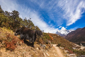 Crédence de cuisine en verre imprimé Ama Dablam Black yak and Ama Dablam mount. Nepal Himalayas