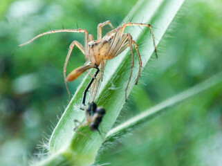 Oxyopes salticus is a species of spider belonging to the Oxyopidae family. who are preying on small dragonflies.