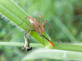 Oxyopes salticus is a species of spider belonging to the Oxyopidae family. who are preying on small dragonflies.