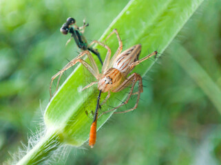 Oxyopes salticus is a species of spider belonging to the Oxyopidae family. who are preying on small dragonflies.