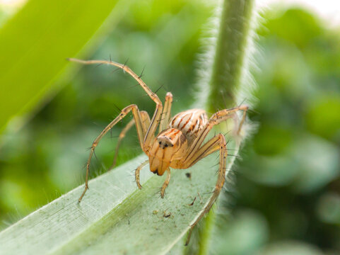 The spider, which has the Latin name Oxyopes salticus, is crawling in the wild grass.