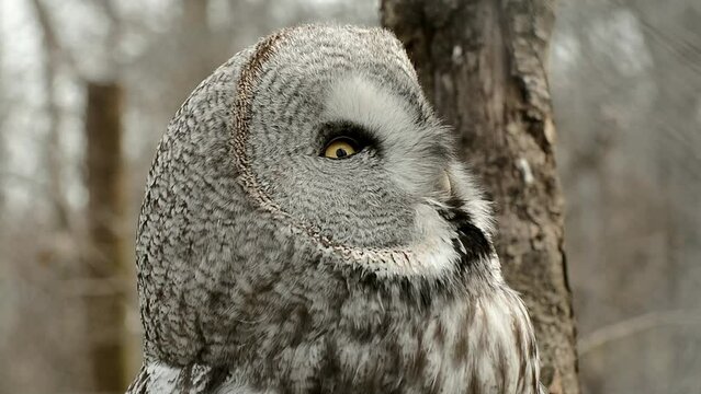 Great grey owl portrait, its scientific name is Strix nebulosa