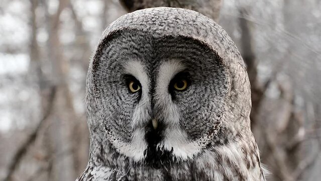 Great grey owl portrait, its scientific name is Strix nebulosa