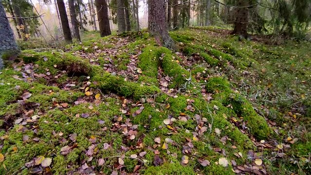 Autumn pine forest in Finland