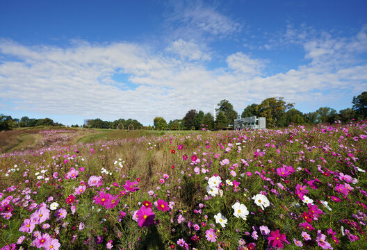 Wildflowers And Sculptures At The North Carolina Museum Of Art In Raleigh , NC