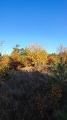 Fototapeta premium autumn in the forest