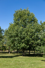 Full frame texture background of a northern red oak (quercus rubra) tree on a sunny day
