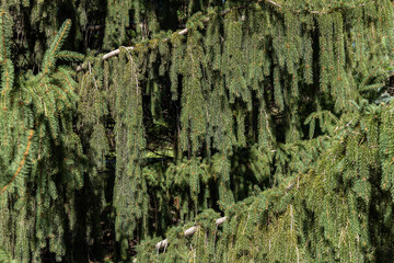 Close up, full frame texture background of weeping white spruce (picea glauca pendula) tree...