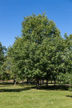 Full frame texture background of a northern red oak (quercus rubra) tree on a sunny day
