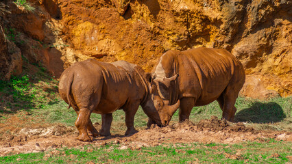 Happy Animal Diversity in Wildlife