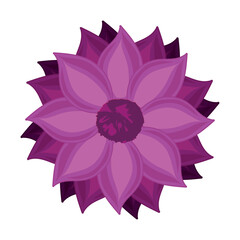 Colored daisy flower spring season Vector illustration